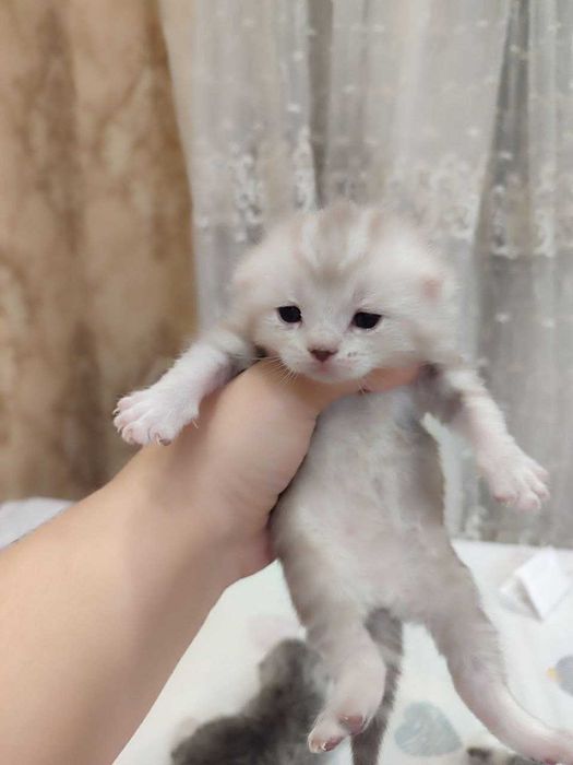 Scottish Fold mushuk