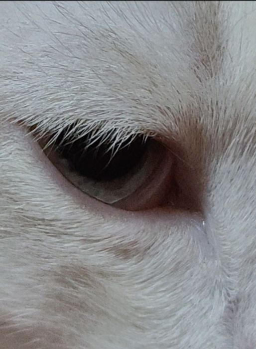 Кот страйт 5мес в добрые руки