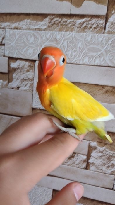 Ручной неразлучник попугай