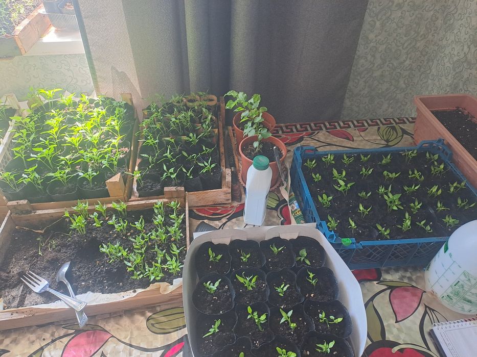 Рассада перца  острый