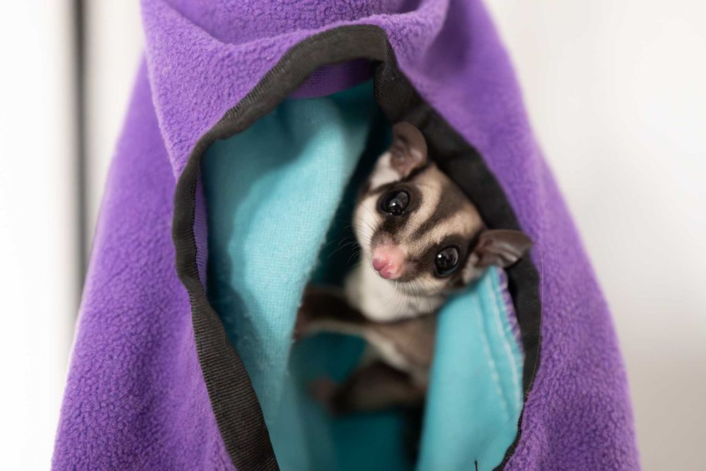 Vand pereche mascul si femela sugar glideri / veverite zburatoare + pui sugar glider