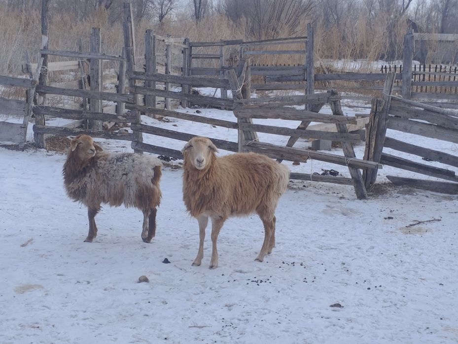 Қозы кепілдікпен