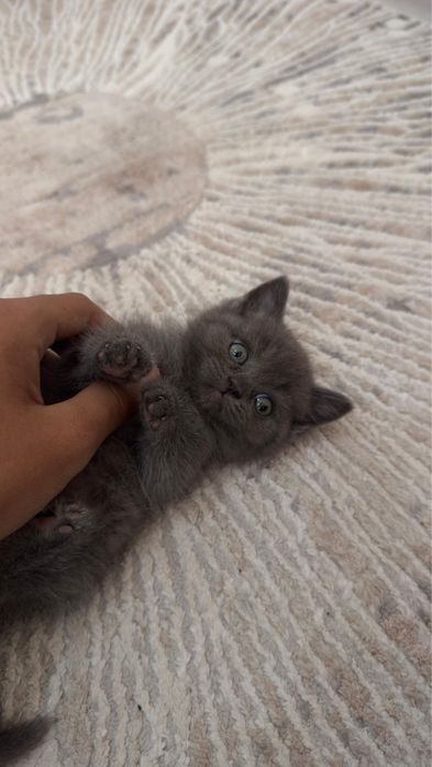 продается котенок