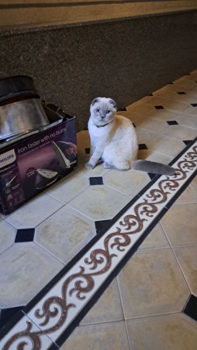 Вязка Скоттиш Фолд