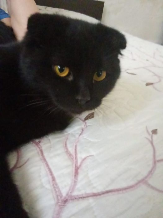 Отдадим котят в добрые руки