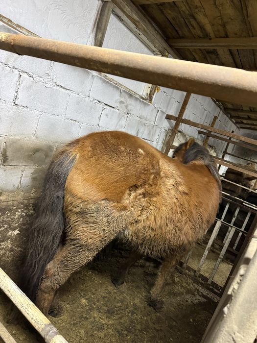 Байтал с откорма