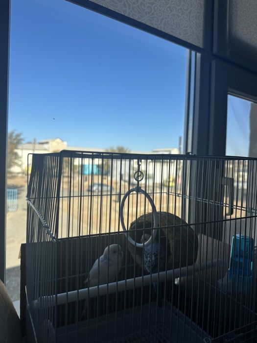 Продаётса попугайчик