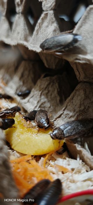 Мраморные тараканы