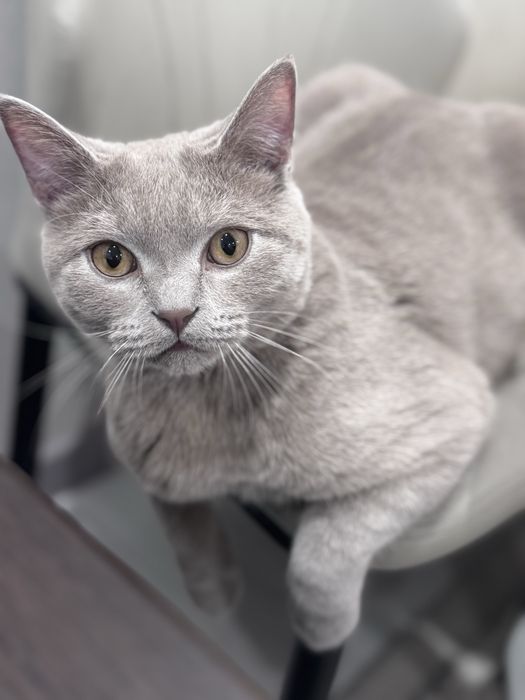 Кот ищет дом! 11 месяцев