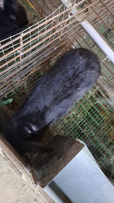 Куён quyon куен сотилади