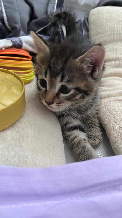 Милые котята в добрые руки