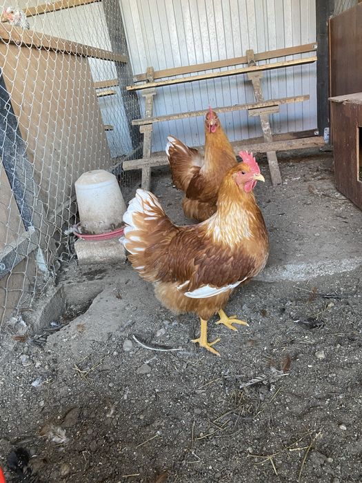 Oua incubat New Hampshire