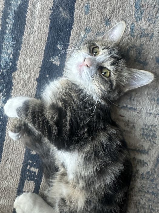 Mushuk bolasi xadyagaa