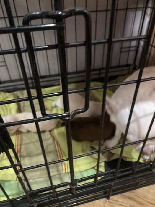 Продаются щенки ЧихуаХуа