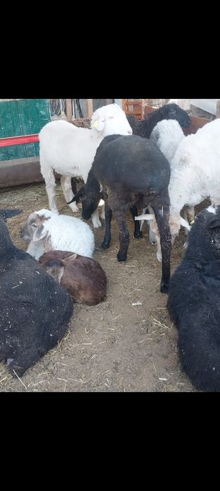 Продам овец с ягнятами