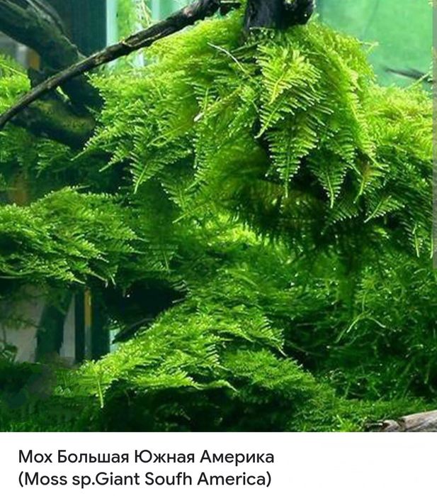 Мох.Большая Южная Америка.