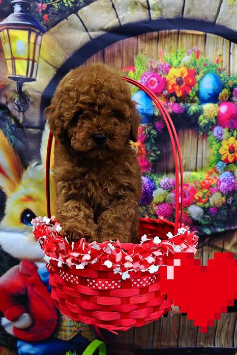 Toy & Mini poodle, FCI, Genetic, PL