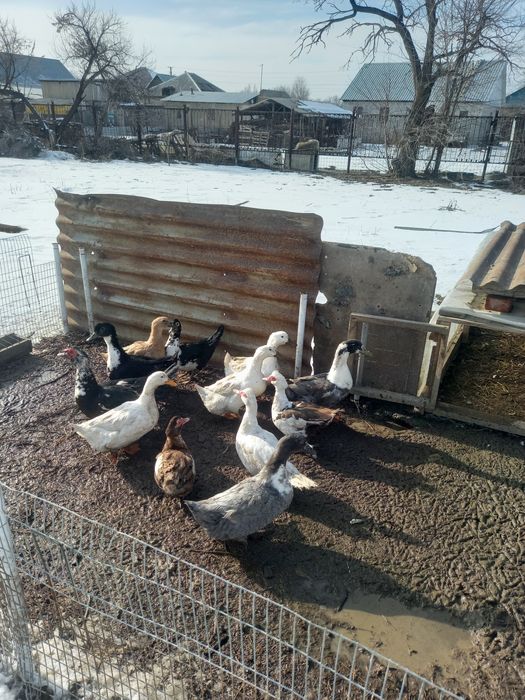 Утки домашние кряколки и индоутки