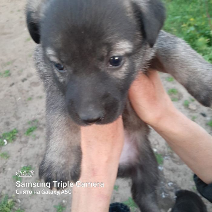 Отдам щеночков звоночки