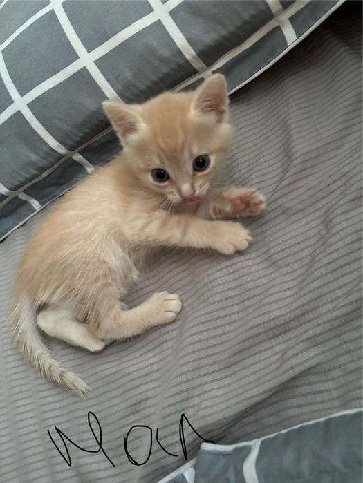 Отдам милых котят
