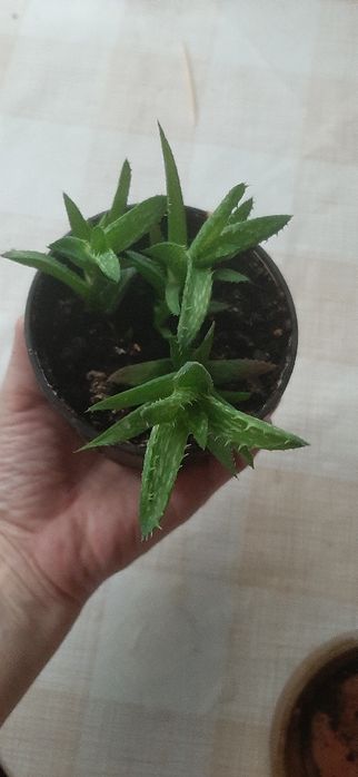 Алоэ оттопыренное,  столетник