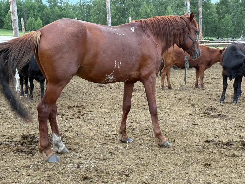 Продам Айгыра возраст 7 лет