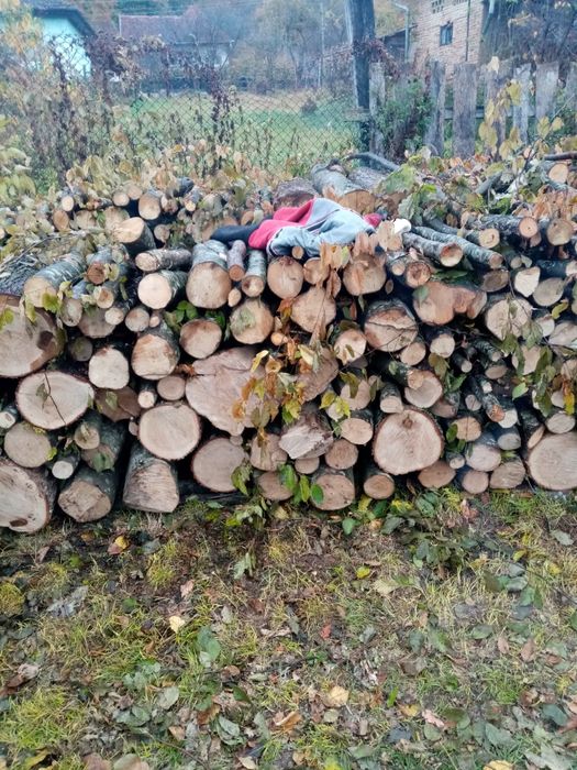 Lemne de foc esență tare