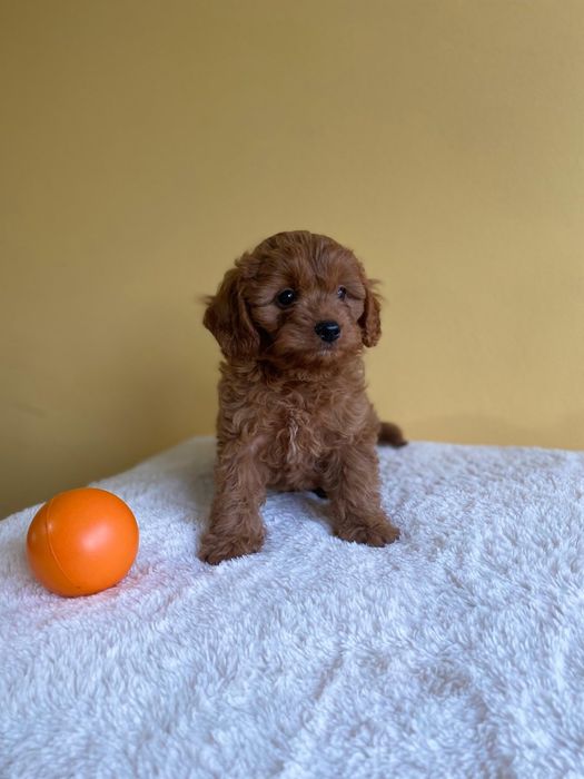 Кавапу - пудел / kavapoo - poodle