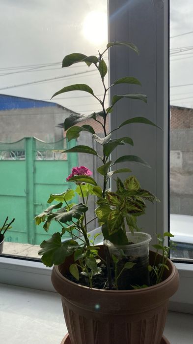 Лимонное дерево