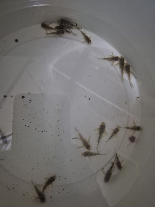 Коридорасы альбиносы