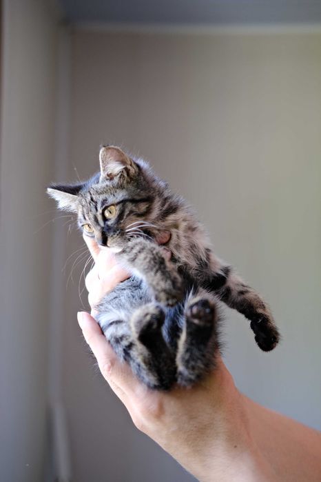 Котята в любящую семью