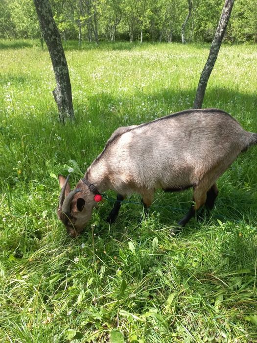 Capra franceză cu lapte