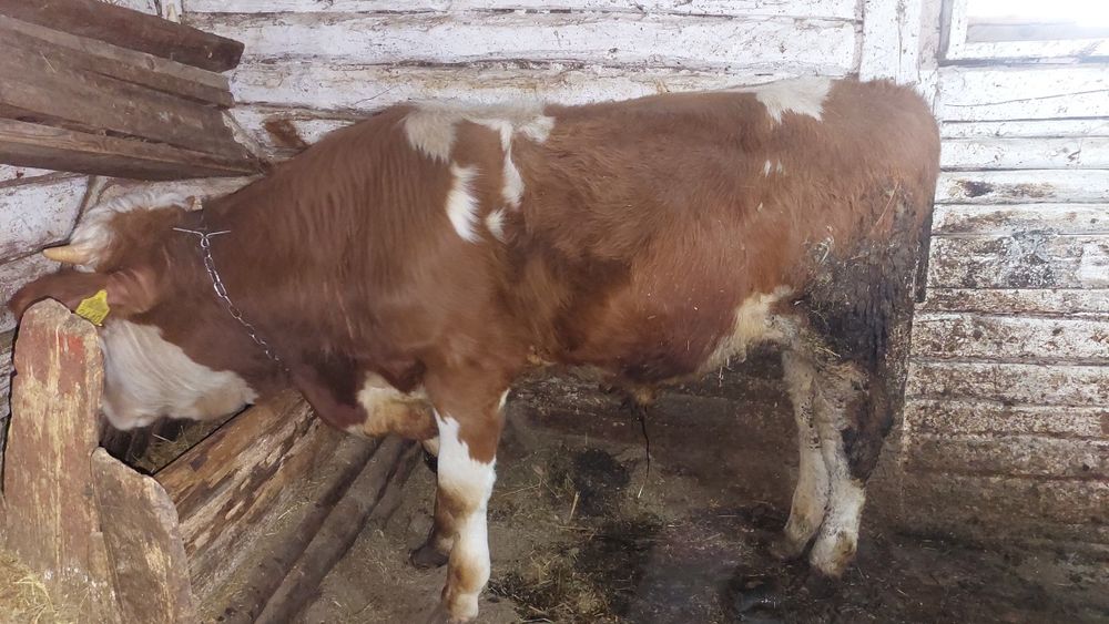 Vițel Bălțata Românească