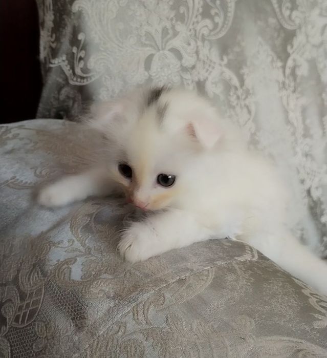 Turk angorasi, 7ta bolasi, Турецкая Ангора и котят