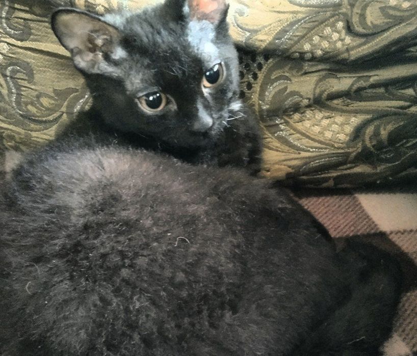 Продам котят в добрые руки