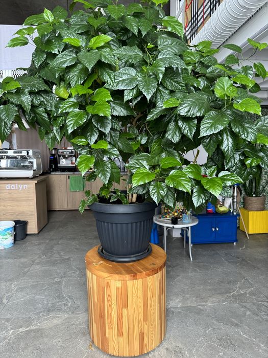 Продам растение