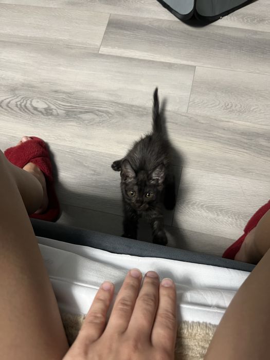 Отдадим котенка, 2 месяца