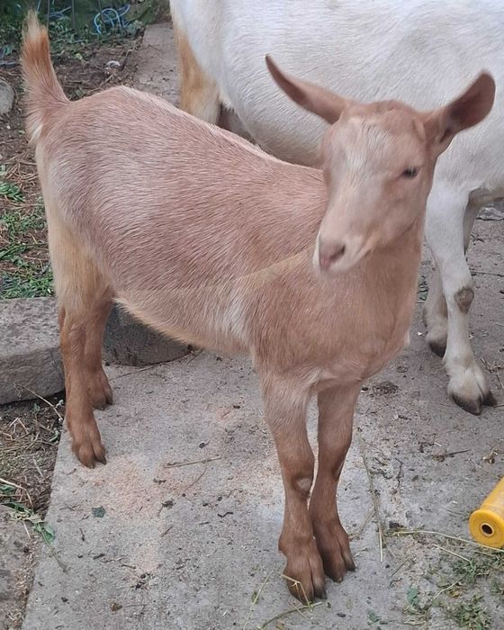 2 Ieduțe de vânzare