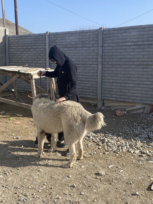 Супертяж 10 ай