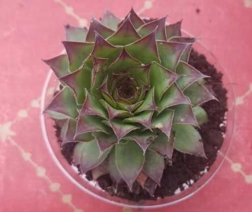 Семпервивум (Sempervivum)-Дебелец