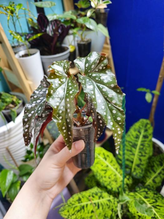 Бегония разных сортов