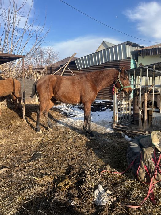 продам лошадь айгыр жеребец