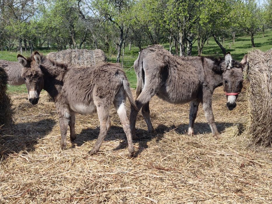 Măgăriță cu pui mascul