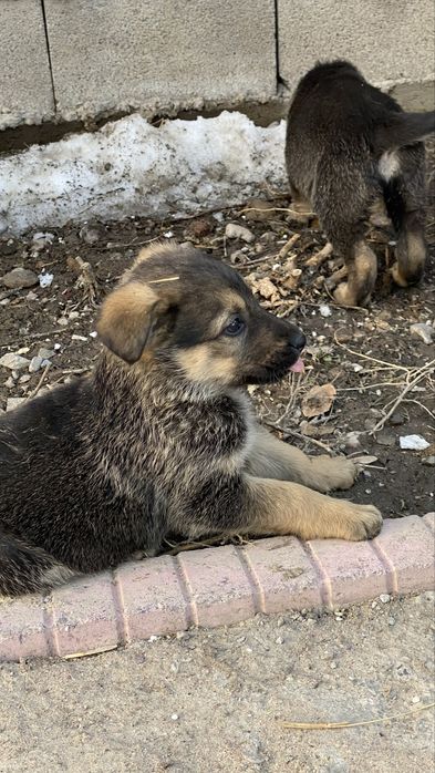 Щенки немецкой овчарки