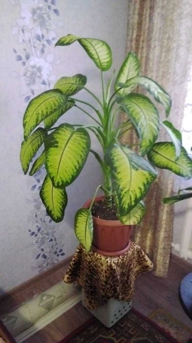Продам Диффенбахию