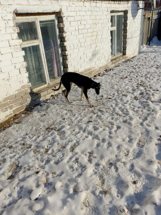 Продам щенка хортый Грейхаунд