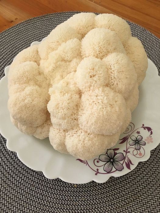 Ciuperci Coama Leului