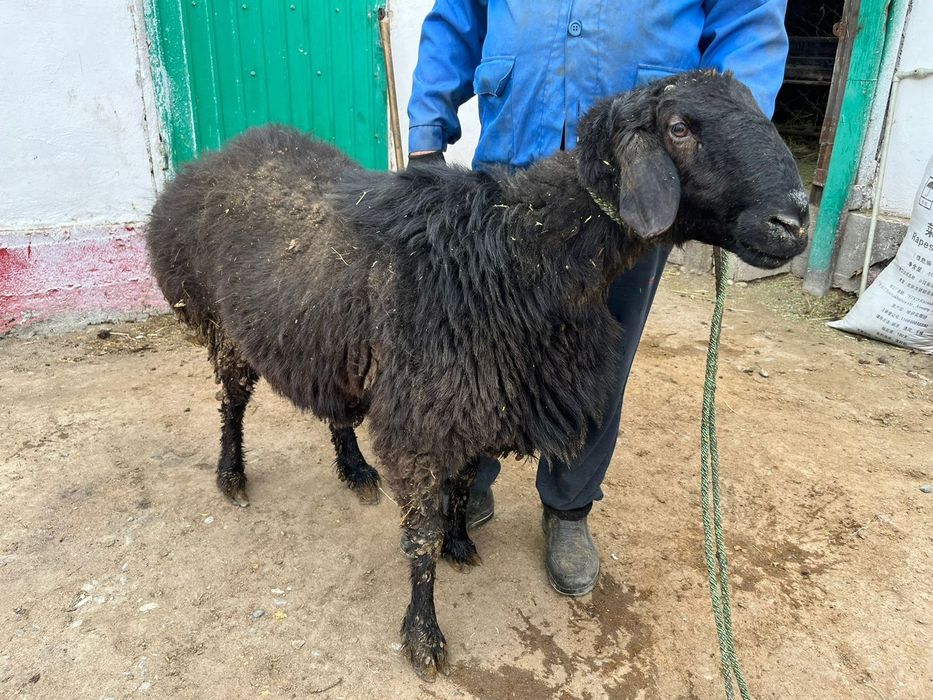 Кошкар 2х годовалый