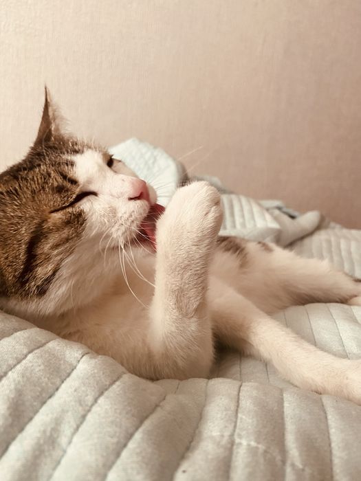 Отдам котенка в добрые руки