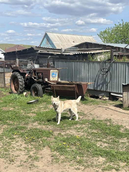 Продам собаку хаски